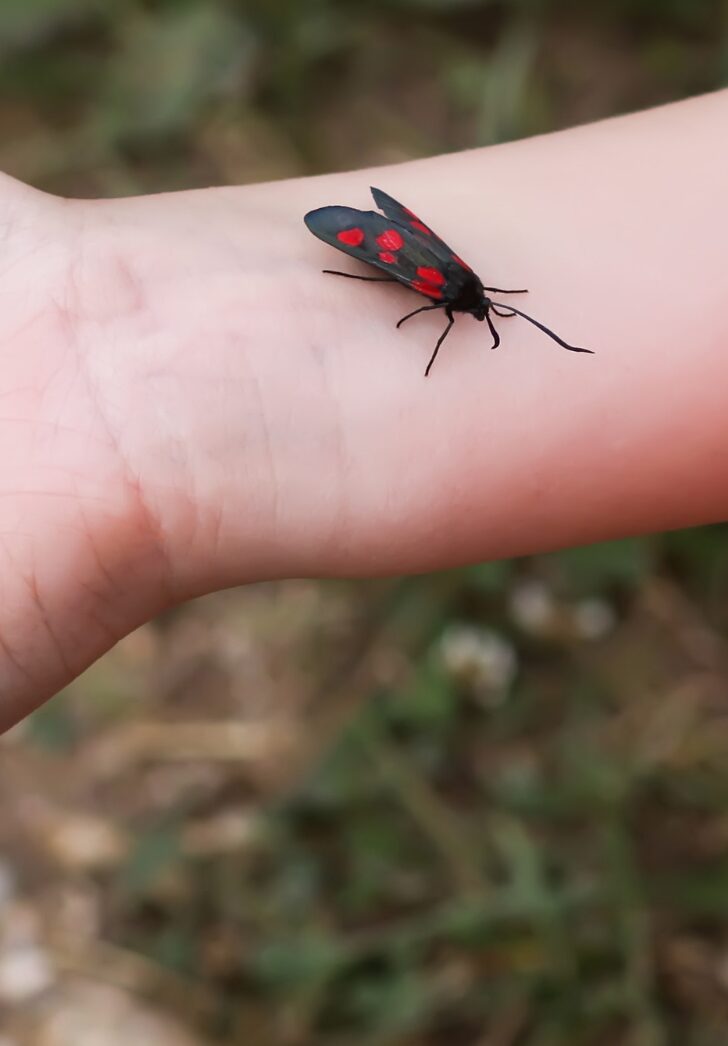 Easy Insect Activities Kids Will Love