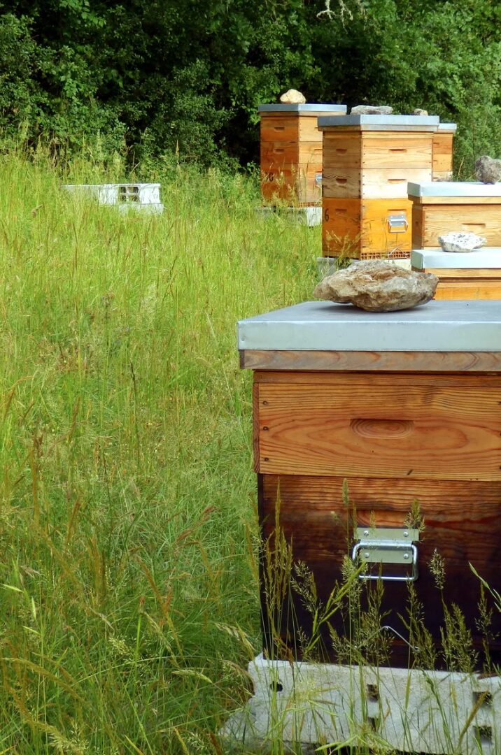 How to Teach Kids About Bees Through Nature Study